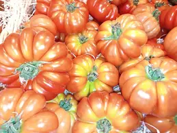 633-tomates-bio-le-brivet.webp